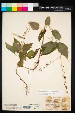 Circaea canadensis image