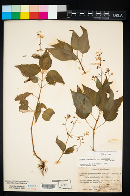 Circaea canadensis image