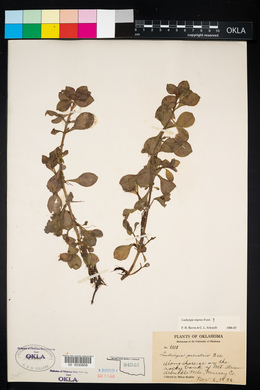 Ludwigia repens image