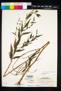 Ludwigia decurrens image