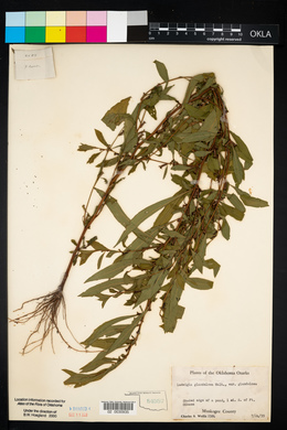 Ludwigia glandulosa image