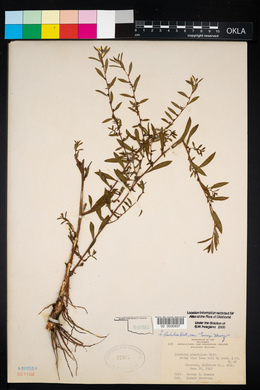 Ludwigia glandulosa image