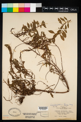 Ludwigia glandulosa image