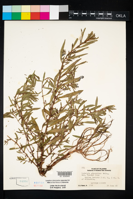 Ludwigia glandulosa image