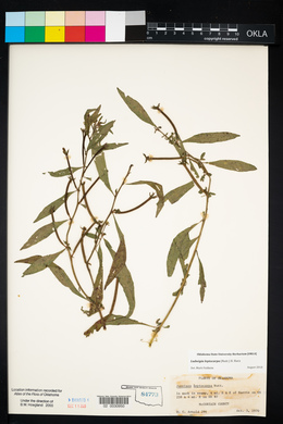 Ludwigia leptocarpa image