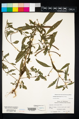 Ludwigia leptocarpa image