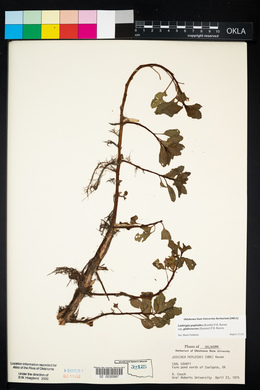 Ludwigia peploides image