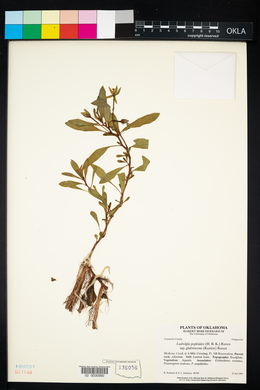 Ludwigia peploides image