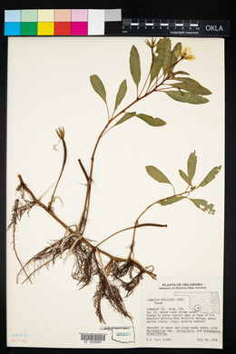 Ludwigia peploides image