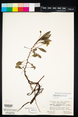 Ludwigia peploides subsp. peploides image