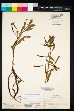 Ludwigia peploides image