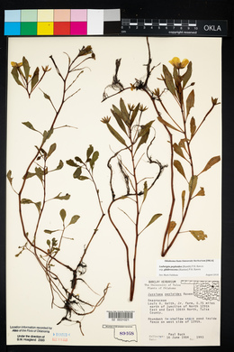 Ludwigia peploides image