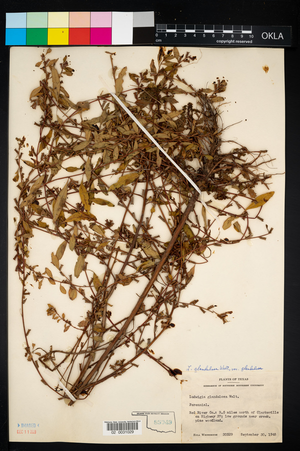 Ludwigia glandulosa var. glandulosa image