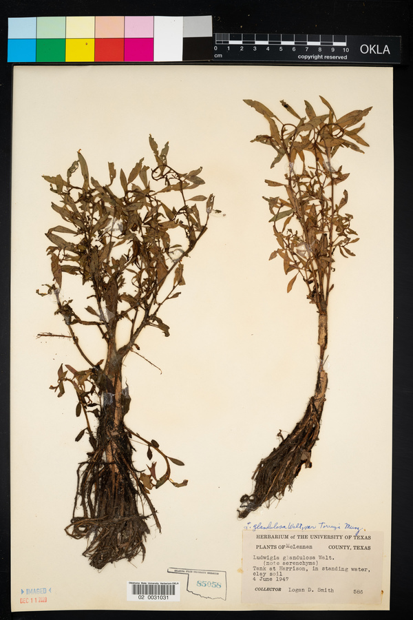 Ludwigia glandulosa var. torreyi image