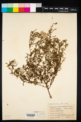 Ludwigia glandulosa var. torreyi image