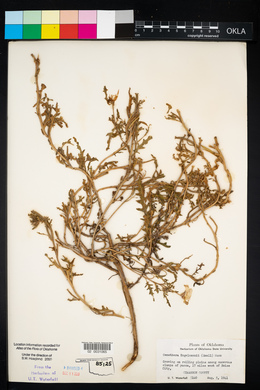 Oenothera engelmannii image