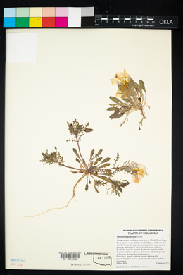 Oenothera albicaulis image