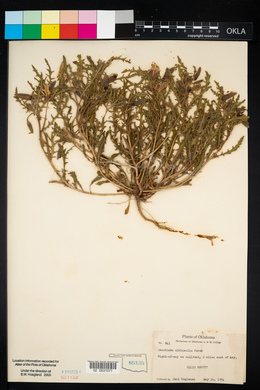 Oenothera albicaulis image