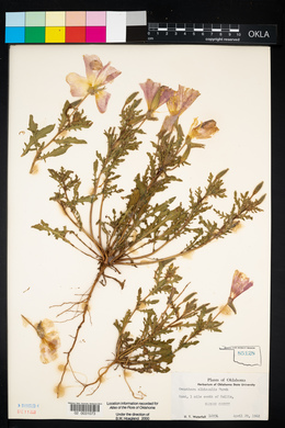 Oenothera albicaulis image