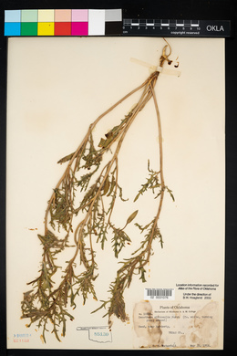 Oenothera albicaulis image