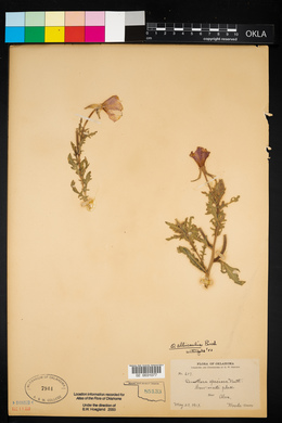 Oenothera albicaulis image