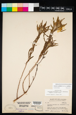 Oenothera berlandieri image