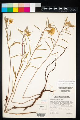 Oenothera serrulata image