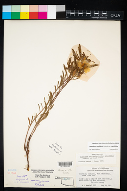 Oenothera berlandieri subsp. pinifolia image