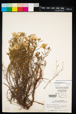 Oenothera serrulata image