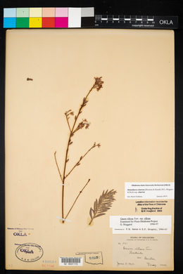 Oenothera cinerea image