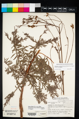 Oenothera cinerea image