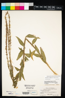 Oenothera curtiflora image