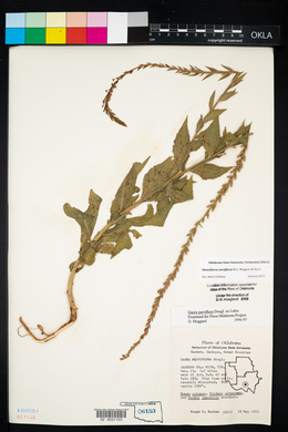 Oenothera curtiflora image