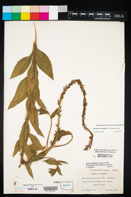 Oenothera curtiflora image