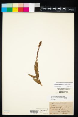 Oenothera curtiflora image