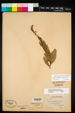 Oenothera curtiflora image