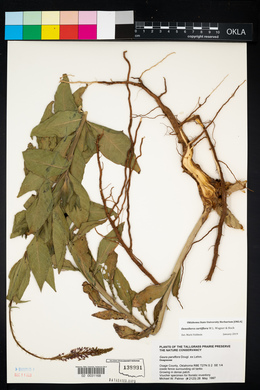 Oenothera curtiflora image