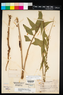 Oenothera curtiflora image