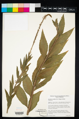 Oenothera curtiflora image