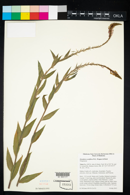 Oenothera curtiflora image