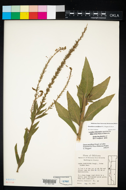 Oenothera curtiflora image