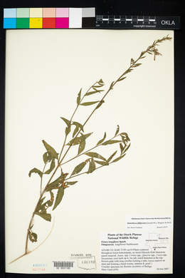 Oenothera filiformis image