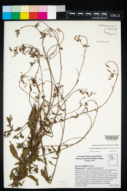 Oenothera filiformis image