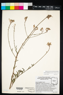 Oenothera filiformis image