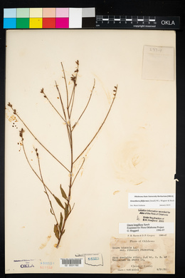 Oenothera filiformis image