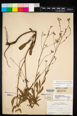 Oenothera gaura image