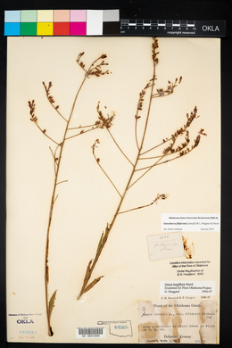 Oenothera filiformis image