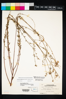 Oenothera filiformis image