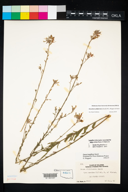 Oenothera filiformis image