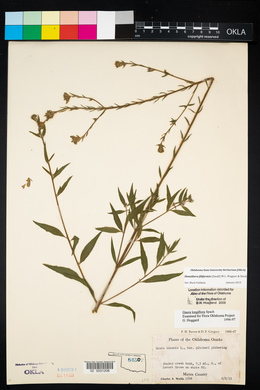 Oenothera filiformis image